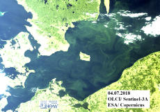 Cyanobakterienblüte in der Ostsee