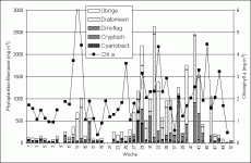 Abb. 1: Zusammensetzung der Phytoplankton-Biomasse (Säulendarstellung) und Chlorophyll a-Konzentration (Liniendarstellung) an der Seebrücke Heiligendamm im Jahre 1999 (Schöpfproben von der Wasseroberfläche).