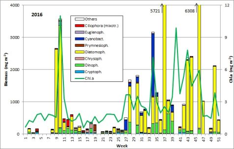 Abb. 1: Zusammensetzung der Phytoplankton-Biomasse und die Konzentration des Chlorophyll a vom 6.1. bis 20.12.2016 an der Seebrücke Heiligendamm