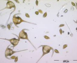 Dinoflagellaten Ceratium tripos + Prorocentrum micans