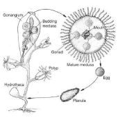 Life cycle of a Leptomedusae Obelia geniculata