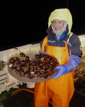 IOW-Forscherin Mayya Gogina mit einer Porbe von Islandmuscheln