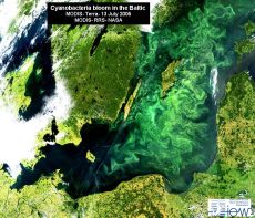 Satellitenbild der Cyanobakterienblüte