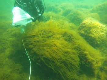 Sampling at stony reefs in the Baltic