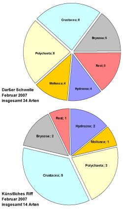 Makrozoobenthische Besiedlung der Bewuchsplatten