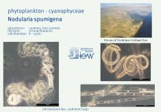 Nodularia spumigena