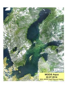 MODIS: Cyanobakterien am 22. Juli 2014