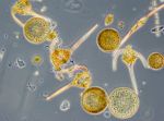 Image 7: Coscinodiscus granii, Ceratium tripos, Ceratium fusus and Prorocentrum micans on 27.9.2017.