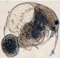 Eubosmina maritima, Weibchen mit Embryo, seitliche Ansicht