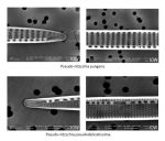 Bild 9: Elektronenmikroskopische Aufnahmen von Pseudo-nitzschia pseudodelicatissima und Pseudo-nitzschia pungens aus der Herbstblüte 2017.