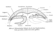 Schematischer Schnitt durch Scyphomeduse