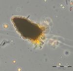 Image 8: Laboea strobila. Sample from 22.7.2014