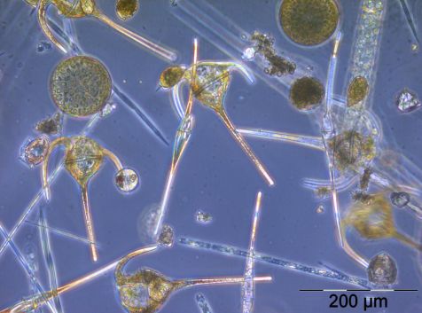 Bild 10: Übersichtsbild der Netzprobe vom 23.10.2012 mit Ceratium tripos, Ceratium fusus, Coscinodiscus granii, Pseudo-nitzschia pungens, Dactyliosolen fragilissimus, Prorocentrum micans, Dinophysis acuminata.