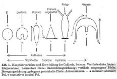 Entwicklung der Cnidaria