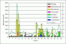 Abb. 1: Chlorophyll a –Konzentration und Zusammensetzung der Phytoplankton-Biomasse (Frischmasse) vom 7.1. bis 17.12.2003 an der Seebrücke Heiligendamm (Schöpfproben von der Wasseroberfläche).