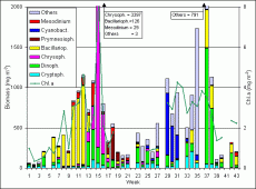 Abb. 1: Zusammensetzung der Phytoplankton-Biomasse sowie Konzentration des Chlorophyll a (Kurve) vom 3.1. bis 23.10.2006 an der Seebrücke Heiligendamm (Schöpfproben von der Wasseroberfläche).