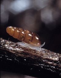 Acicula polita