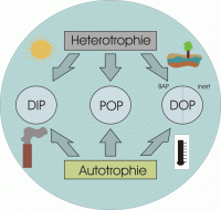 Phosphorkreislauf