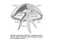 Organisationsschema Scyphomeduse