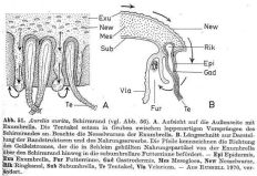 Schematische Abbildung des Schirmrandes