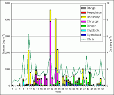 Abb. 1: Chlorophyll a –Konzentration und Zusammensetzung der Phytoplankton-Biomasse (Frischmasse) vom 6.1. bis 28.12.2004 an der Seebrücke Heiligendamm (Schöpfproben von der Wasseroberfläche).