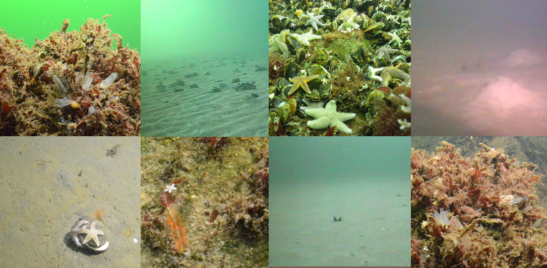 Different habitat types in the Baltic Sea (Photo: M. Gogina)