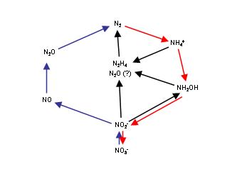 files/bio/ag-stabile-isotope/img/ncycle_website.jpg