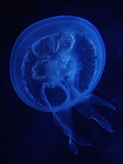 Zooplankton ecology