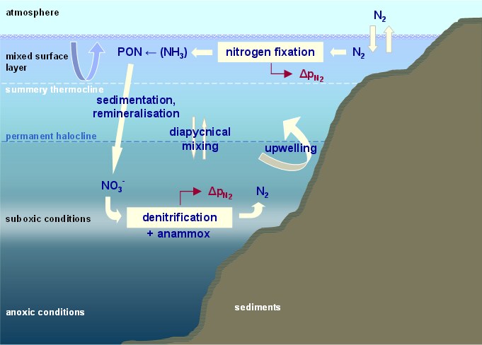 nitrogencycle2