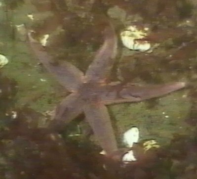 Photo: Asterias rubens aus der Lübecker Bucht, Aufnahme in 16 m Tiefe, April 1999 