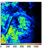 Beispiel einer NanoSIMS-Bildaufnahme. Signale der 12C-Ionen, die ein Cyanobakterium auf einem Filter zeigen